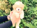 Maltipoo Yavrular