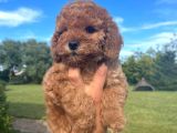 Toy Poodle Yavrular Anne Baba Görebi̇li̇rsi̇ni̇z