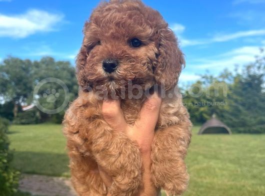 Toy Poodle Yavrular Anne Baba Görebi̇li̇rsi̇ni̇z görsel