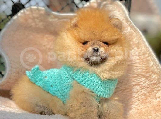 Ayıcık Surat Boo Pomeranian Yavrular görsel