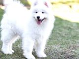 Samoyed Yavrular