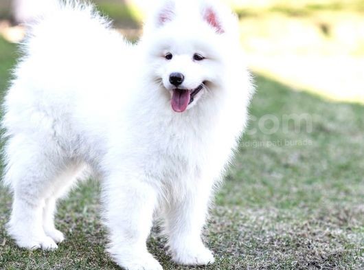 Samoyed Yavrular