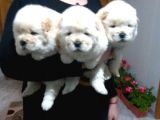 Chow Chow Yavrular