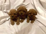 Toy Poodle Çiftliği