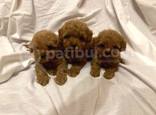 Toy Poodle Çiftliği görsel