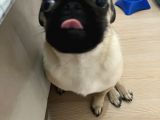5 Aylık Erkek Pug