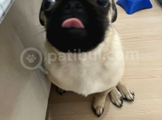 5 Aylık Erkek Pug görsel