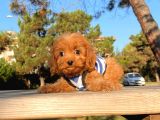 Maltipoo Sevimli Mini Boy Yavrular