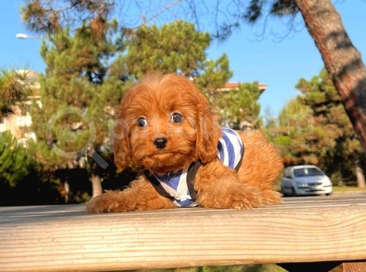 Maltipoo Sevimli Mini Boy Yavrular