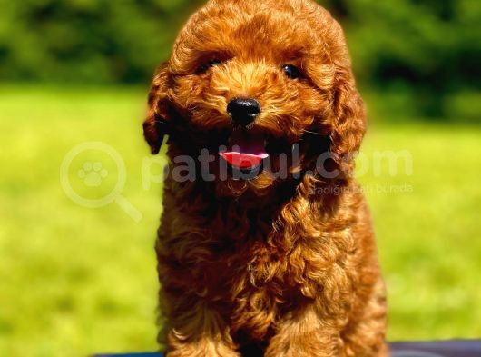 Toy Poodle görsel