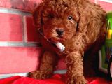 Red Brown Orjinal Toy Poodle Yavrular