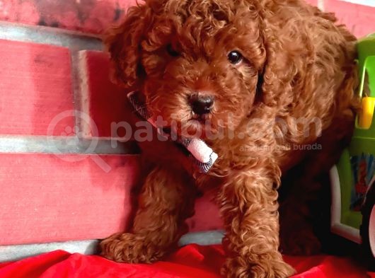 Red Brown Orjinal Toy Poodle Yavrular görsel