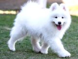 Samoyed Yavrular