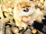 Sahibinden Pomeranian Yavrular