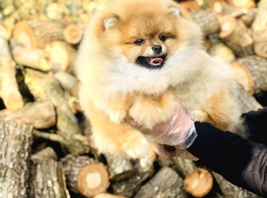 Sahibinden Pomeranian Yavrular