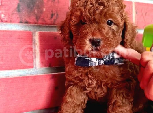 Red Brown Orjinal Toy Poodle Yavrular