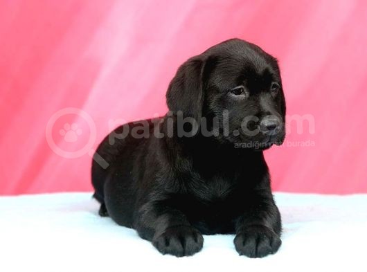 Labrador Retriewer / Choklate görsel