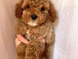 Çiftliğimizden Toy Poodle Yavrular