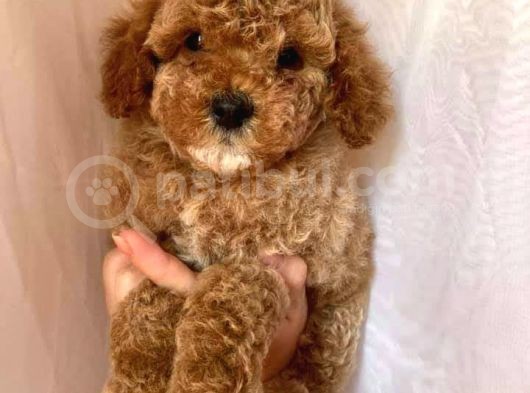 Çiftliğimizden Toy Poodle Yavrular görsel
