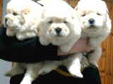 Chow Chow Yavrular