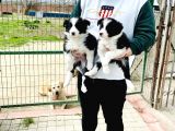Border Collie / Teslime Hazır