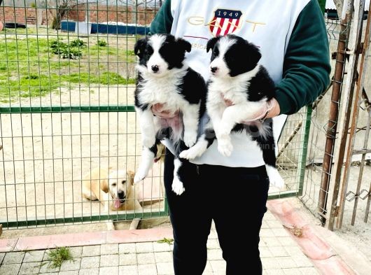 Border Collie / Teslime Hazır görsel
