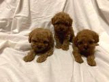 Toy Poodle Çiftliği