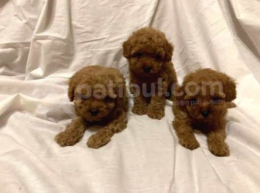 Toy Poodle Çiftliği