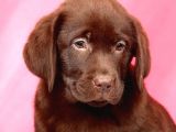 Labrador Retriewer / Choklate