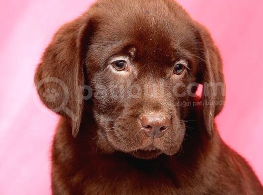 Labrador Retriewer / Choklate görsel