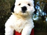 Irk Garantili Morkie Bebeğim