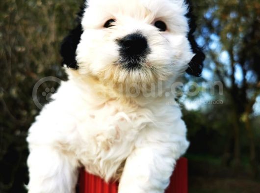 Irk Garantili Morkie Bebeğim görsel