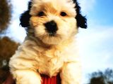 Irk Garantili Morkie Bebeğim