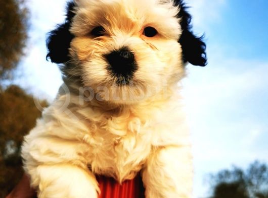 Irk Garantili Morkie Bebeğim görsel