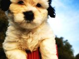 Irk Garantili Morkie Bebeğim