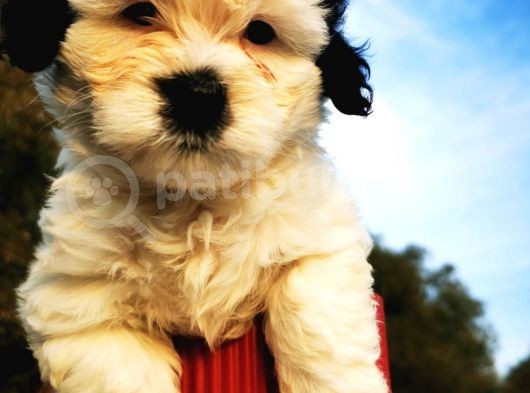 Irk Garantili Morkie Bebeğim görsel