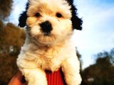 Irk Garantili Morkie Bebeğim