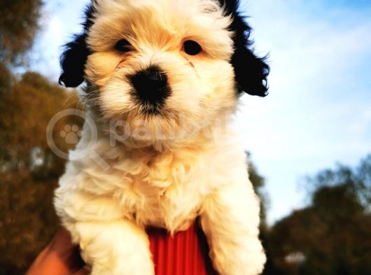 Irk Garantili Morkie Bebeğim görsel