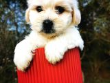 Irk Ve Sağlık Garantili Morkie