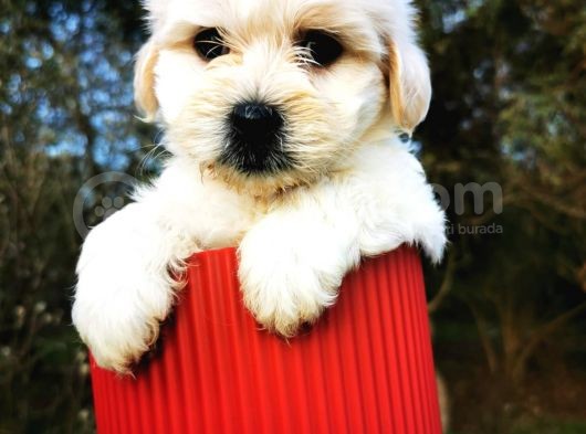 Irk Ve Sağlık Garantili Morkie görsel
