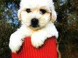 Irk Ve Sağlık Garantili Morkie