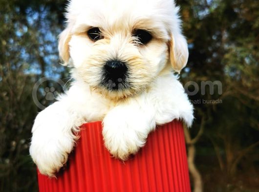 Irk Ve Sağlık Garantili Morkie görsel
