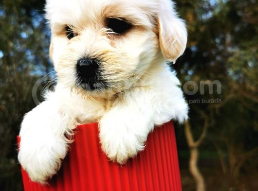 Irk Ve Sağlık Garantili Morkie görsel