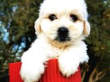 Irk Ve Sağlık Garantili Morkie
