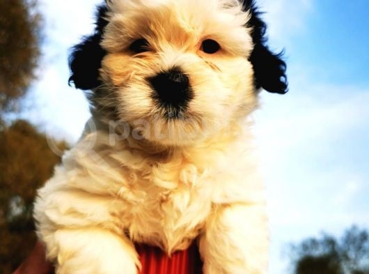 Irk Garantili Morkie Bebeğim