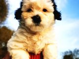 Irk Garantili Morkie Bebeğim