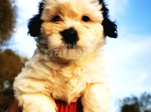 Irk Garantili Morkie Bebeğim görsel