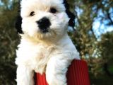 Irk Garantili Morkie Bebeğim