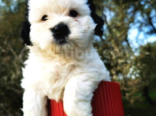 Irk Garantili Morkie Bebeğim görsel