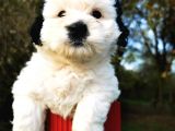 Irk Garantili Morkie Bebeğim